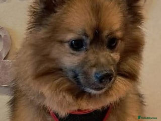 Pomeranian dogs Pedigree pomaranian - Advert 3