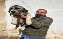 Anatolian Shepherd dogs for sale: Malakli Puppies - Image 31