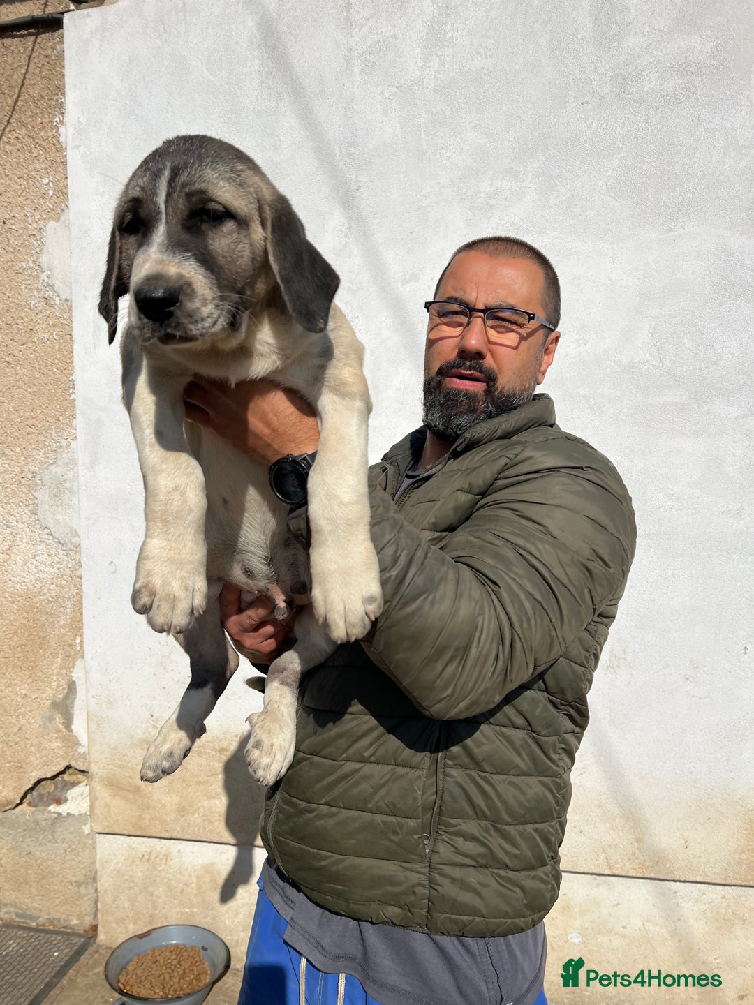 Anatolian Shepherd dogs for sale: Malakli Puppies - Image 31