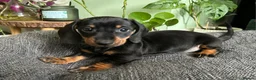 Dachshund dogs for sale: Full Pedigree Dachshund ❤️🧡💚🩵 - Advert 9