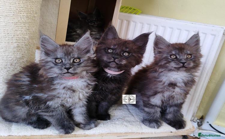 Maine Coon cats - Advert 1