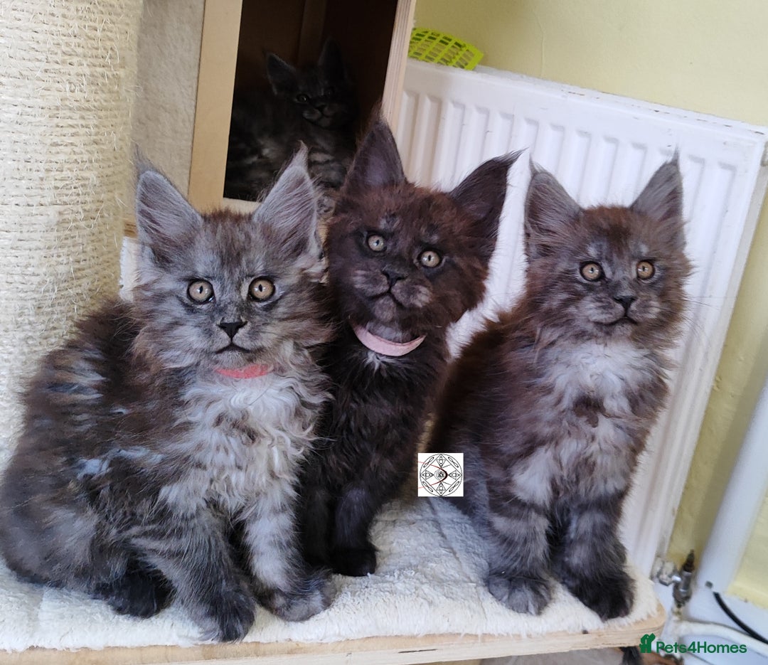 Maine Coon cats for sale: Absolutelly gorgeous kittens  - Image 1
