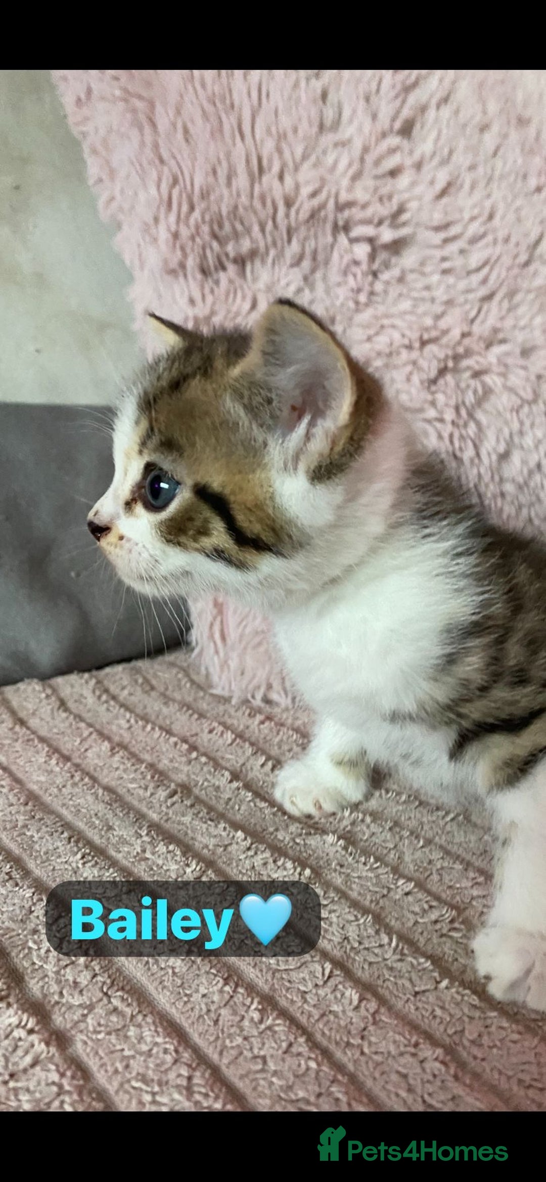 Mixed Breed cats for sale: 7 Beautiful Kittens 🩷💙 - Image 15