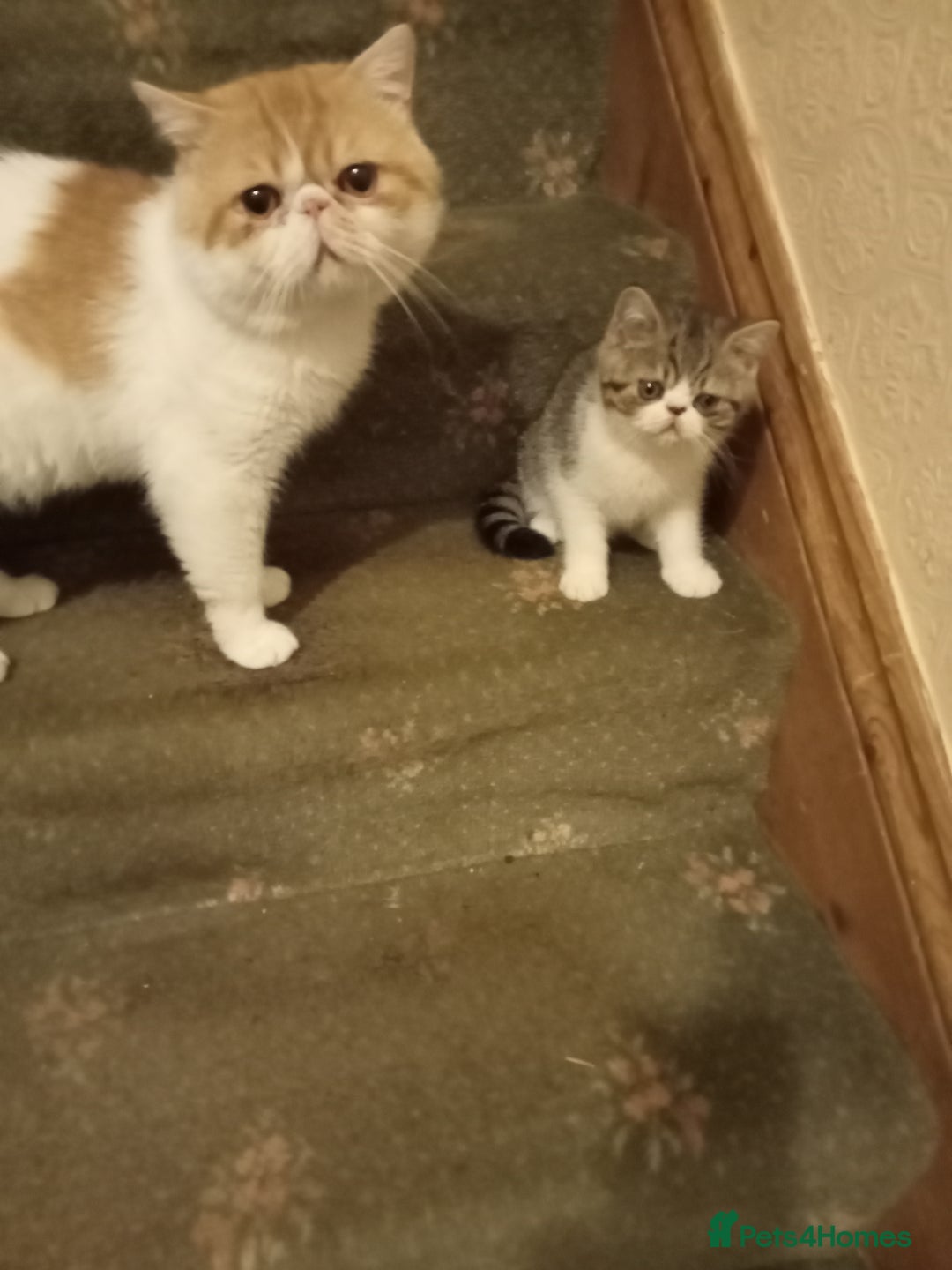 Exotic cats for sale: REDUCED Exotic kittens for sale - Image 1