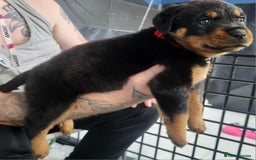 Rottweiler dogs for sale: Stunning rottweiler puppies  - Image 5