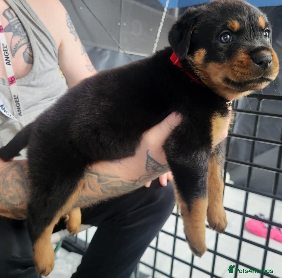 Rottweiler dogs for sale: Stunning rottweiler puppies  - Image 5