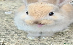 Lionhead rabbits for sale: Teddy Double & Single Lionhead Price starts at £35 - Image 17