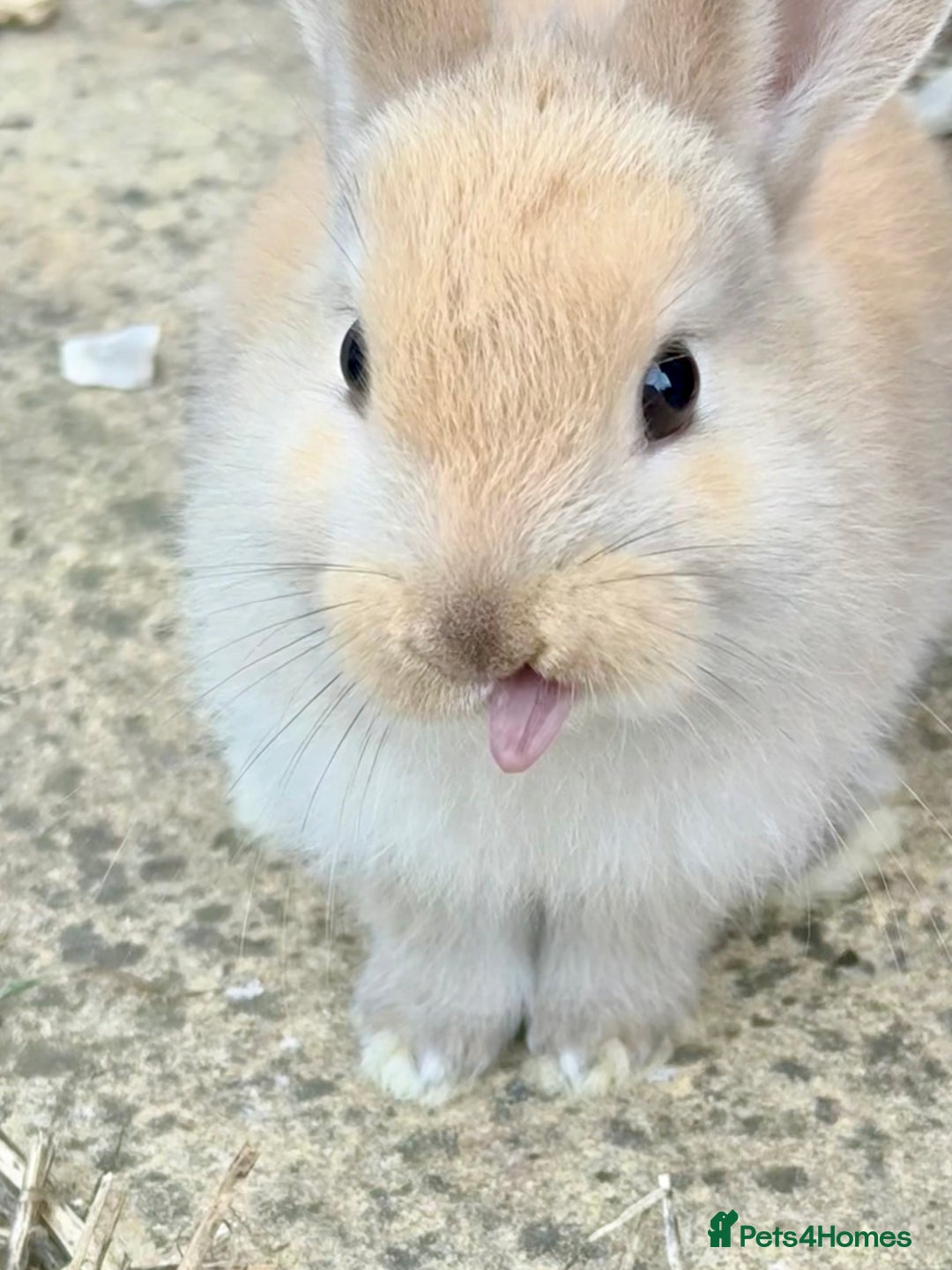 Lionhead rabbits for sale: Teddy Double & Single Lionhead Price starts at £35 - Image 17