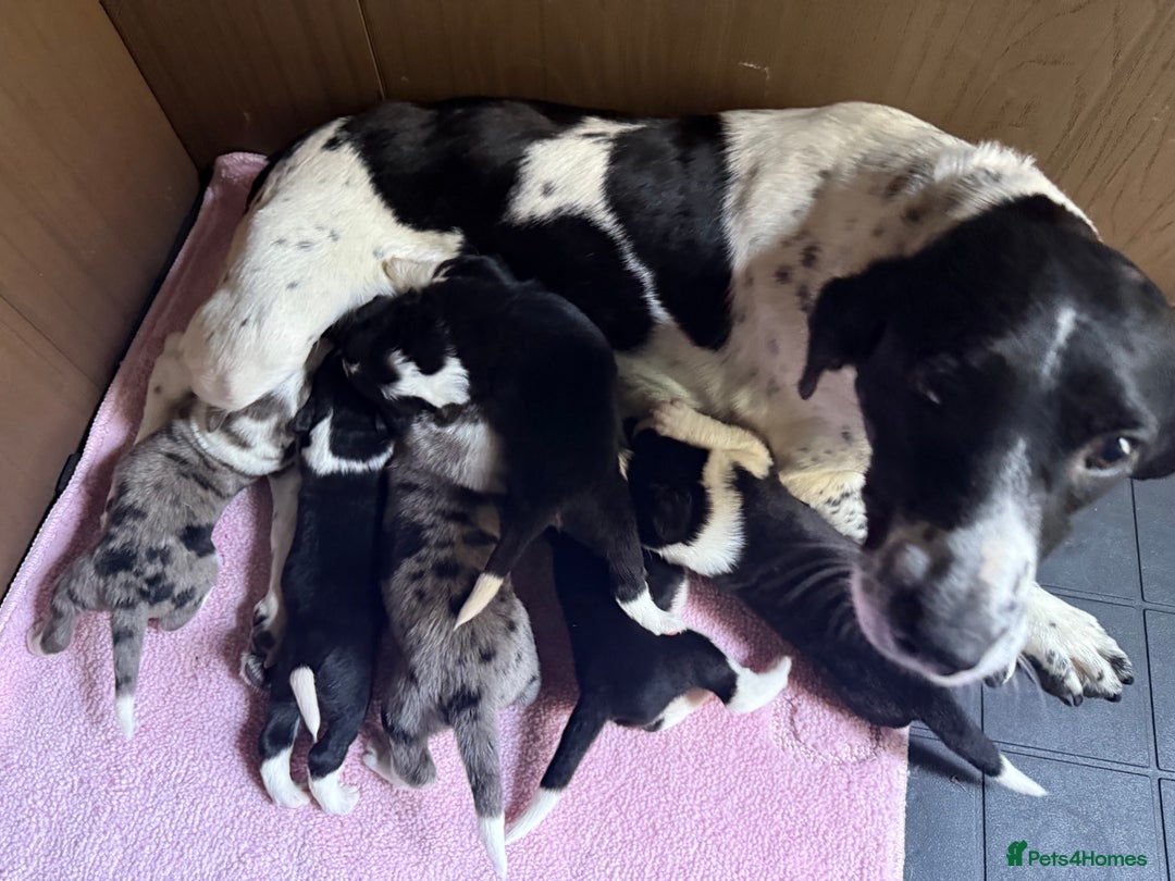 Sprollie dogs for sale: Merle sprollie puppy’s for sale.  - Image 6