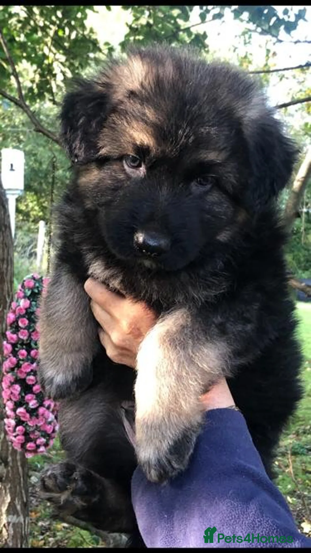 German Shepherd dogs for sale: Strong beautiful playful puppies  - Advert 2