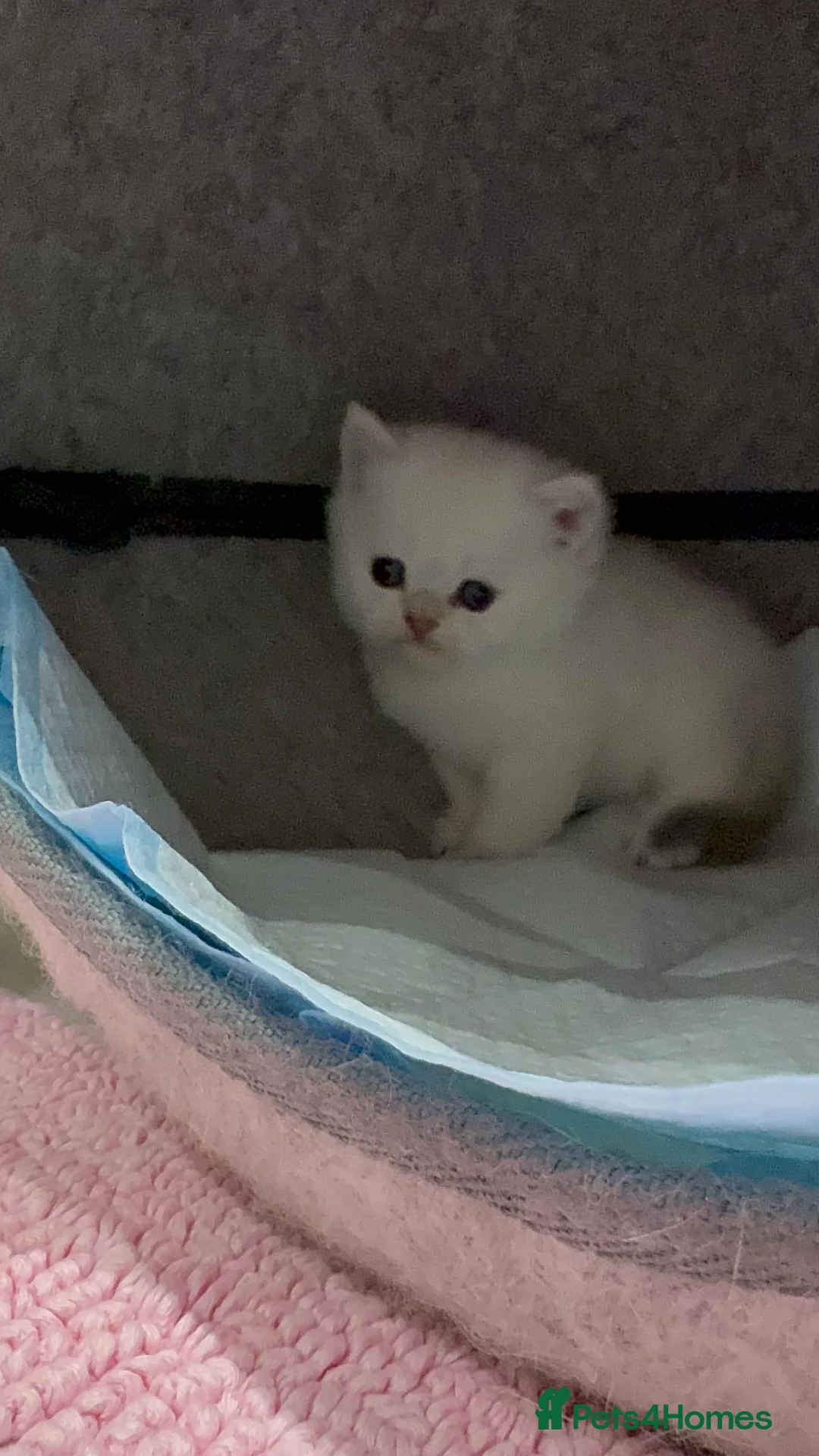 Scottish Fold cats for sale: Full pedigree Scottish fold kittens  - Advert 4