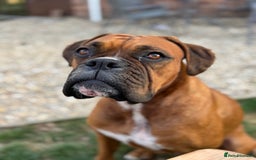 Boxer dogs for sale: Beautiful Boxer Puppies – Due Mid-November - Image 7