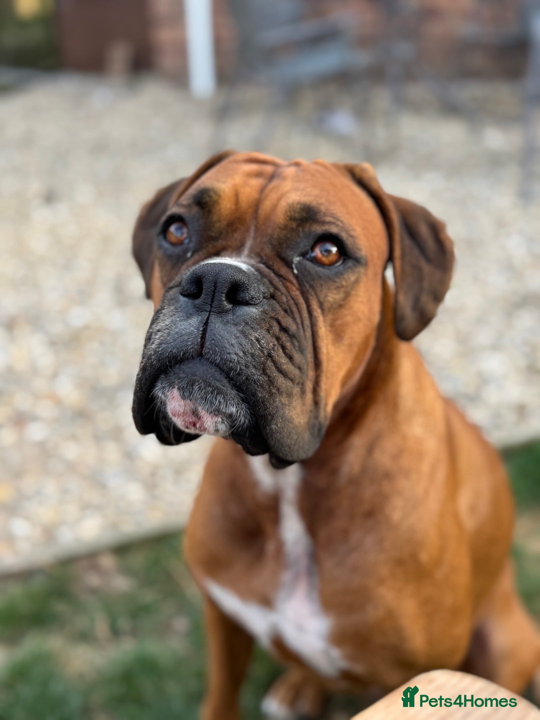 Boxer dogs for sale: Beautiful Boxer Puppies – Due Mid-November - Image 7