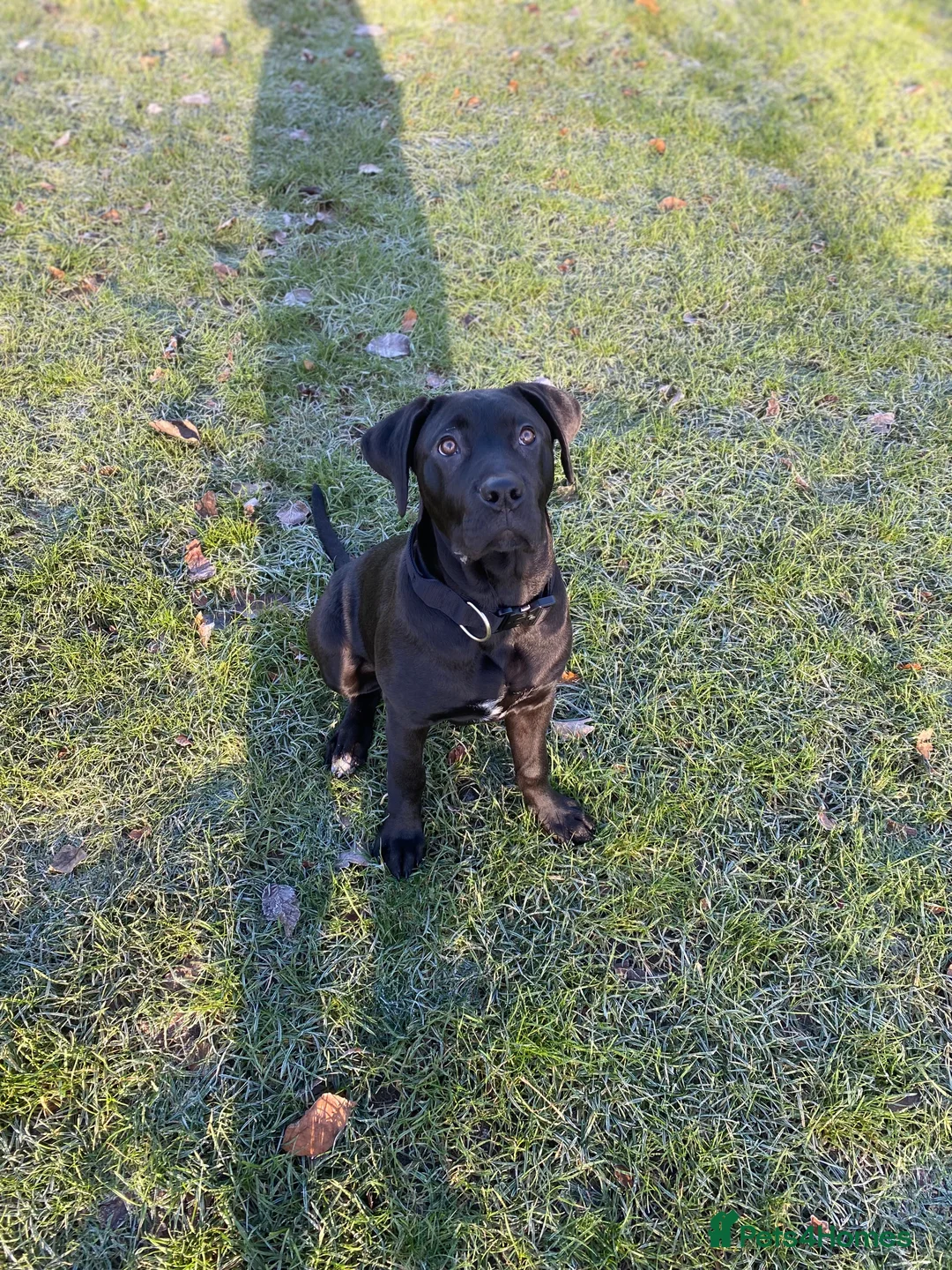 Mixed Breed dogs for sale: Cane corso X Presa canerio Nova Girl - Advert 4