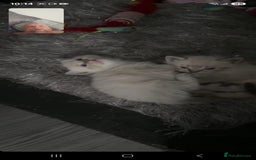 Ragdoll cats for sale: 2 male ragdoll kittens in Colchester - Image 9