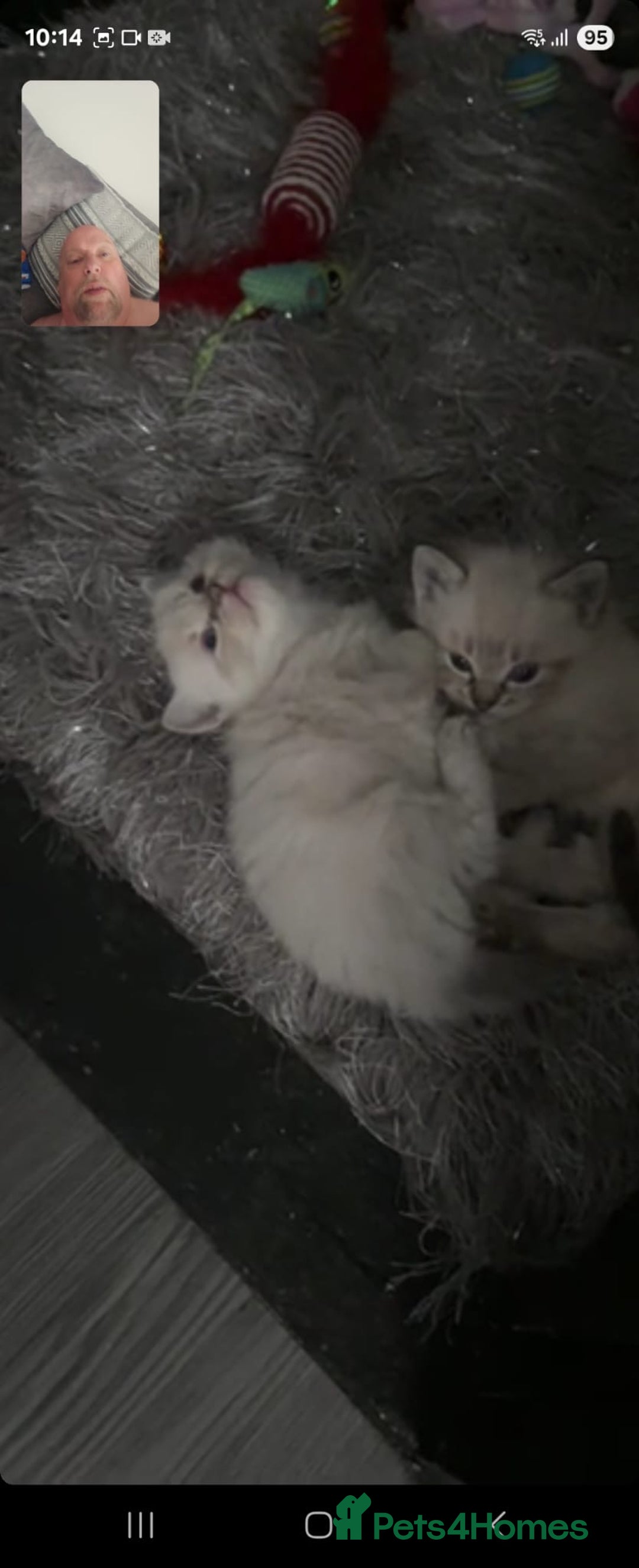 Ragdoll cats for sale: 2 male ragdoll kittens in Colchester - Image 9