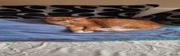 Domestic Shorthair cats for sale: Ginger Male Cat in Kidderminster - Advert 28