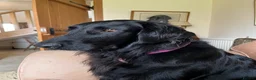 Flat coated Retriever dogs for sale: Gorgeous flat coat retriever puppies. - Advert 5