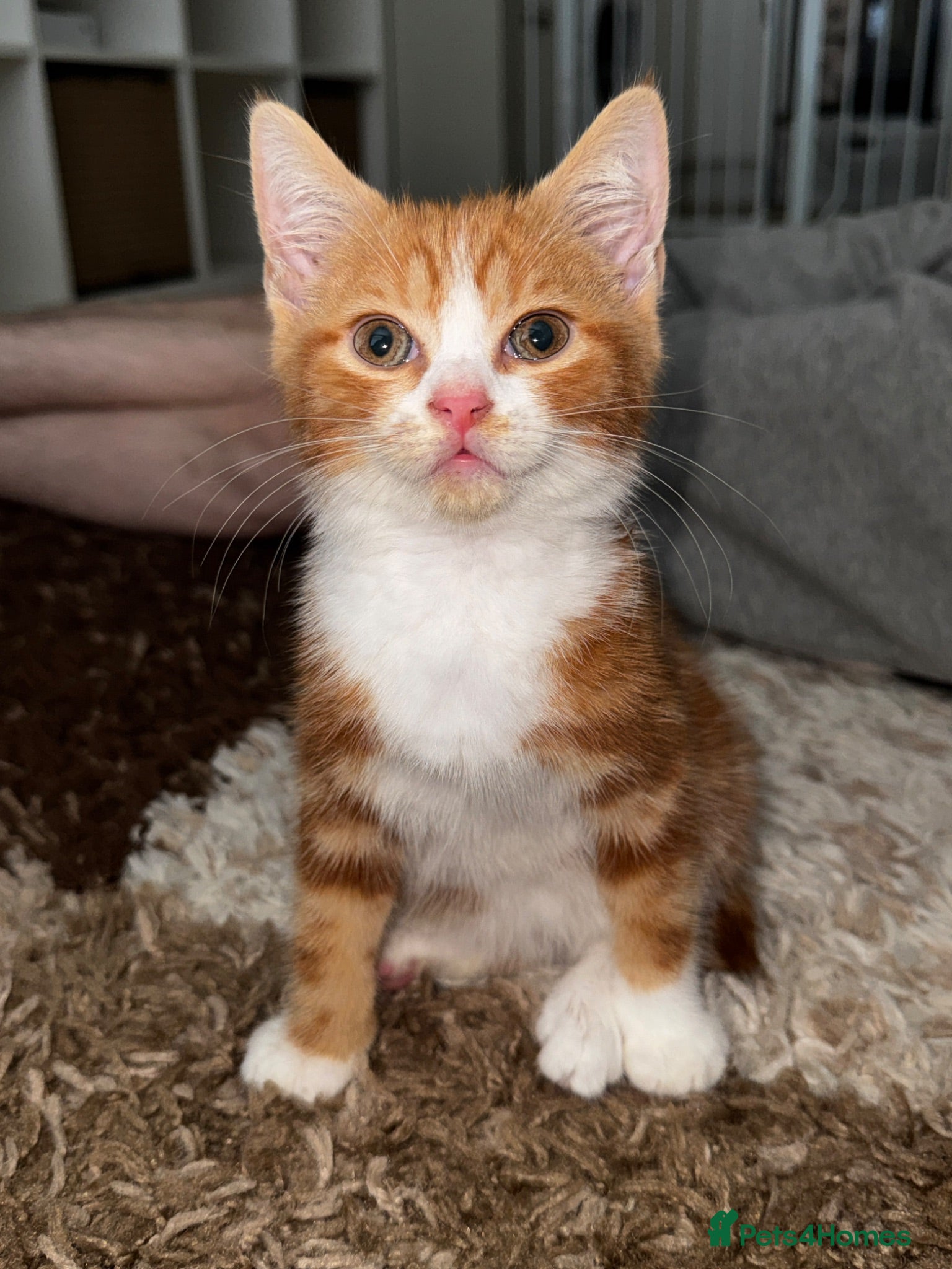 Mixed Breed cats Red and white bobtail male - Advert 14