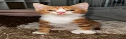 Mixed Breed cats for sale: Red and white bobtail male - Advert 2