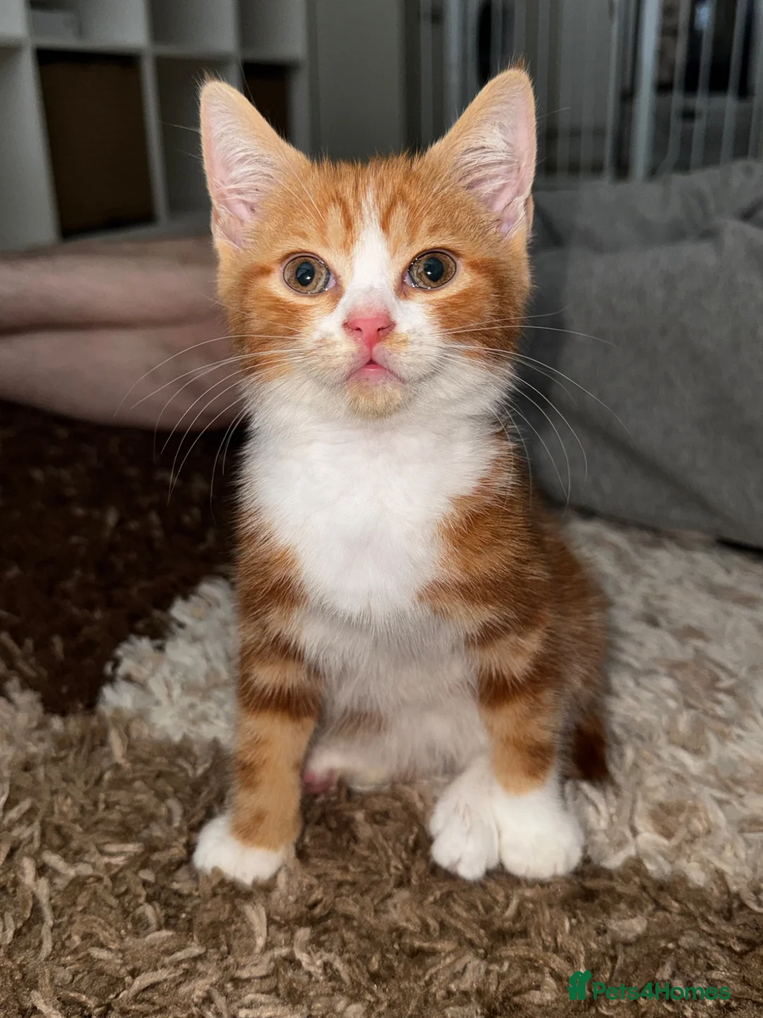 Mixed Breed cats for sale: Red and white bobtail male - Advert 2
