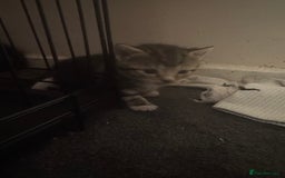 Mixed Breed cats for sale: Kittens for sale can go sept 7th - Image 3