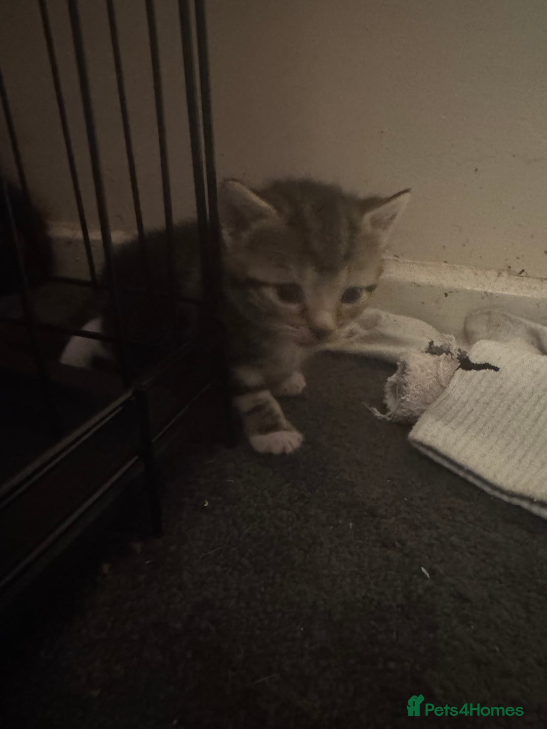 Mixed Breed cats for sale: Kittens for sale can go sept 7th - Image 3