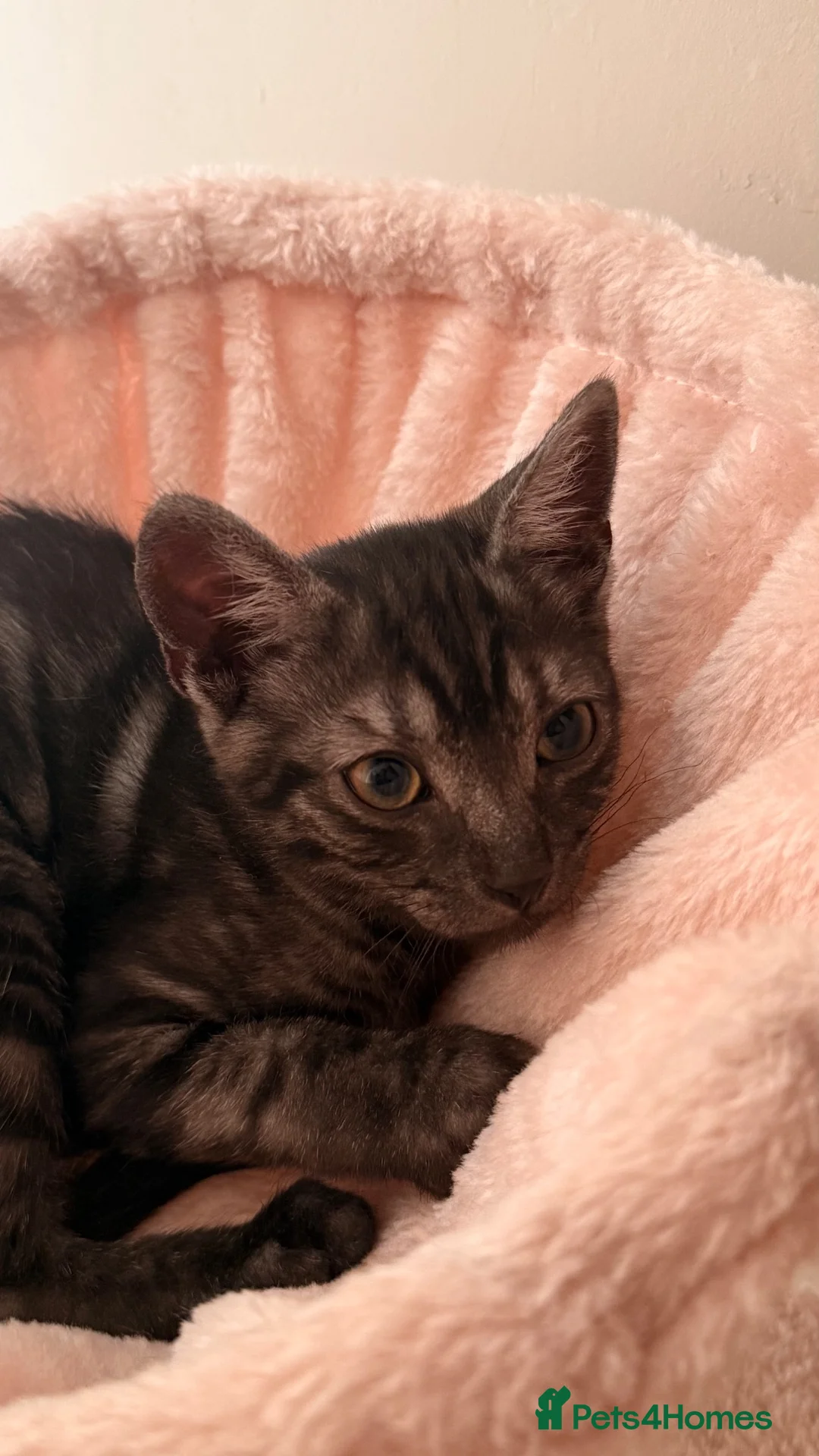 Mixed Breed cats for sale: Grey Marble Tabby Boy  in Harrow - Advert 7