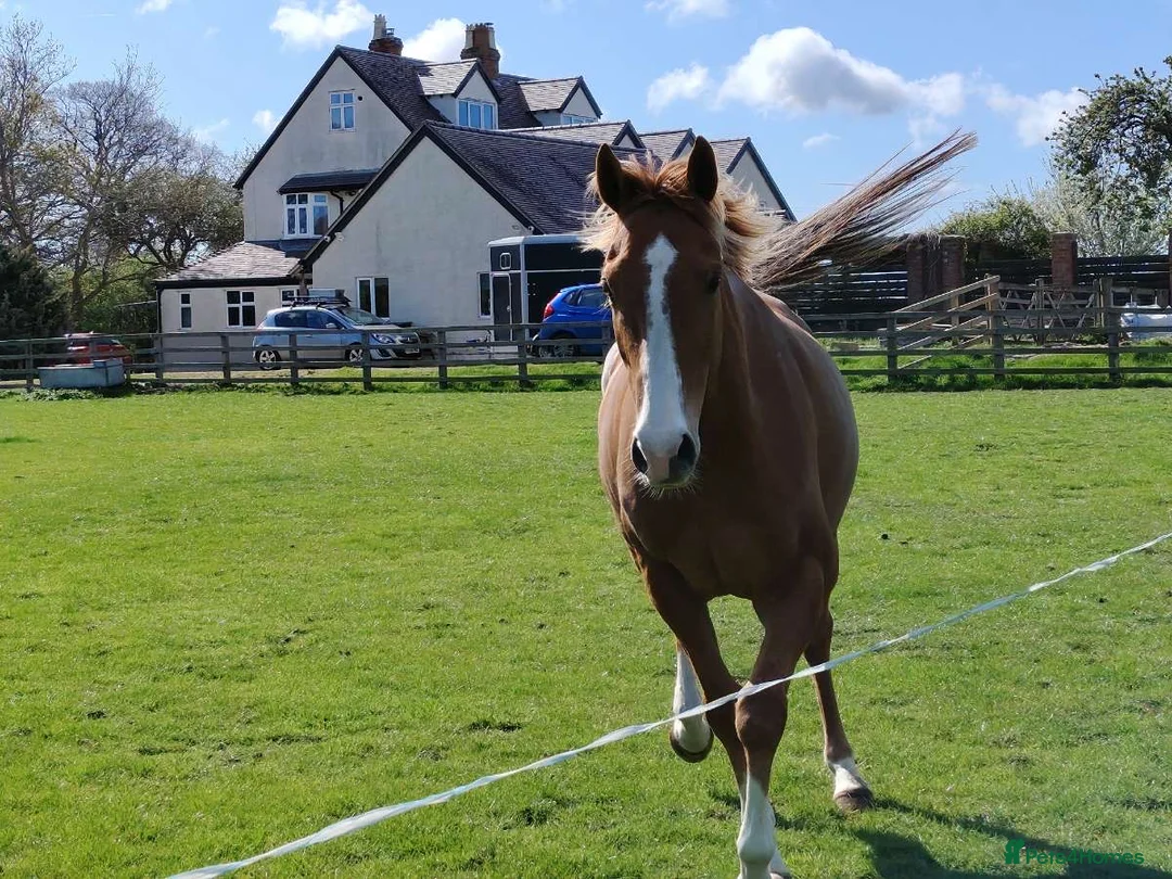 English Thoroughbred horses for sale: 15.2h flaxen chestnut gelding - Advert 2