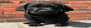 Blue - dog