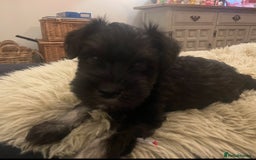 Miniature Schnauzer dogs for sale: KC reg Beautiful miniature Schnauzer puppies  - Image 12