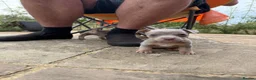 Jack Russell dogs for sale: Last One, Ready to go Wenlock Jack Russells  - Advert 18