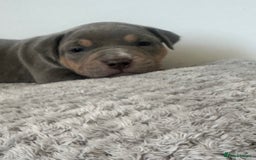 American Bully dogs for sale: Pocket Bullies ( not banned breed) - Image 17