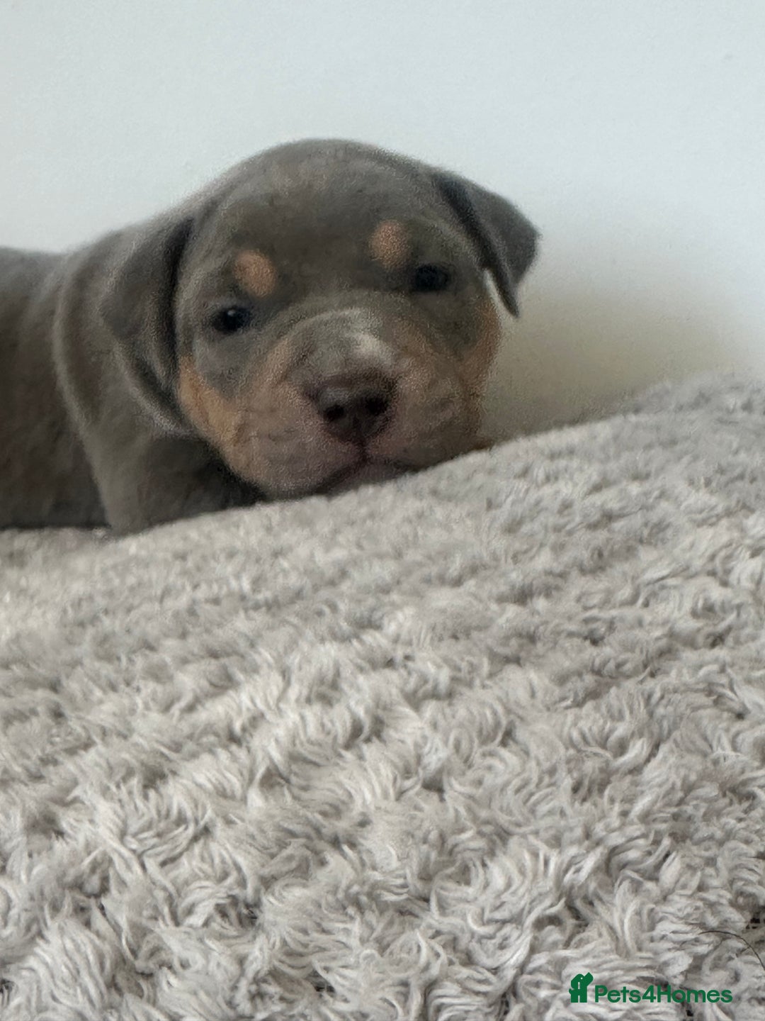 American Bully dogs for sale: Pocket Bullies ( not banned breed) - Image 17