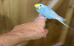 Budgerigars birds for sale: Rainbow budgie hand reared  - Image 6