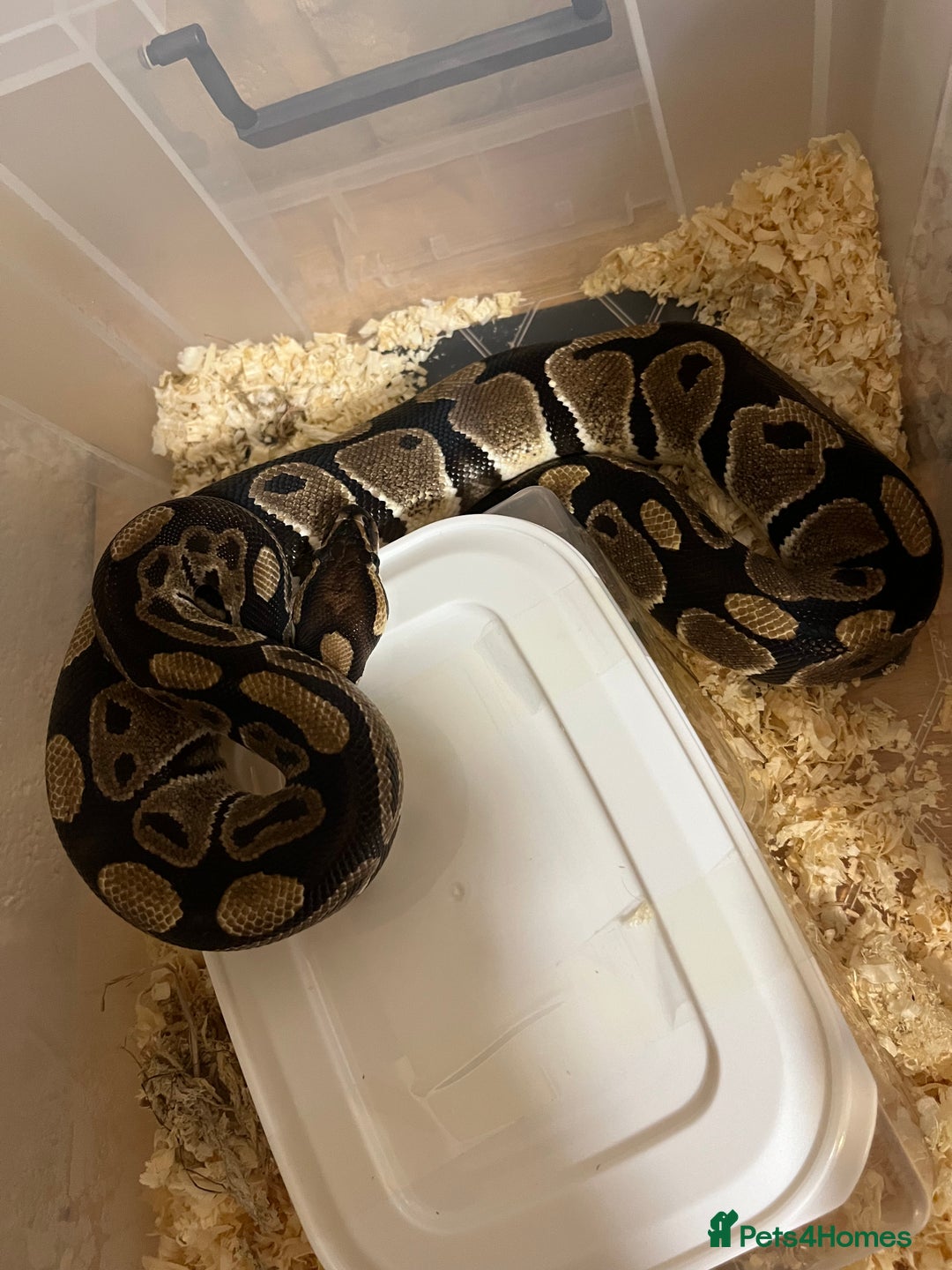 Python Snake reptiles for sale: Female Ball Python Adult - Advert 4