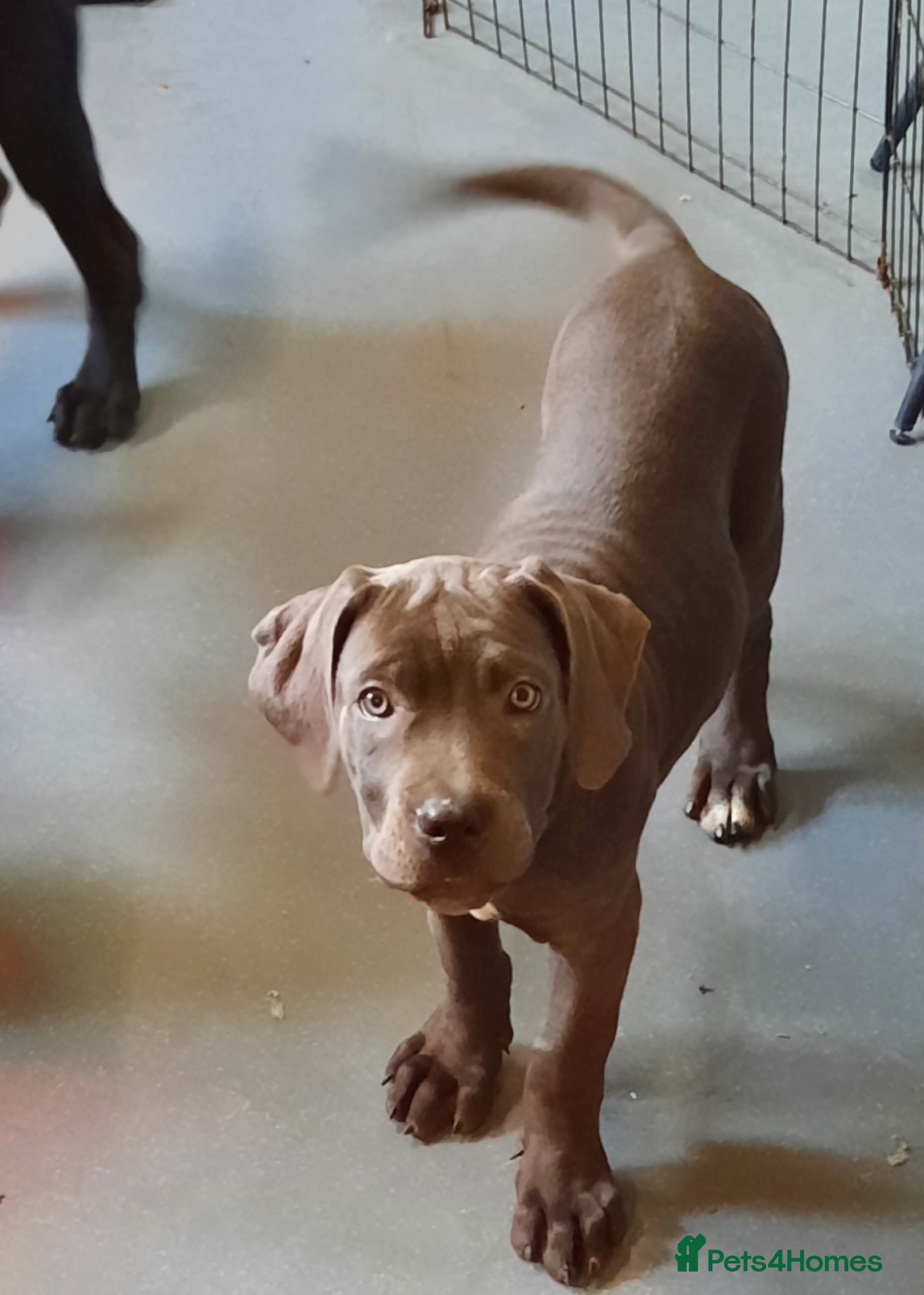 Cane Corso dogs CANE CORSO PUPPIES READY TO LEAVE! - Advert 2