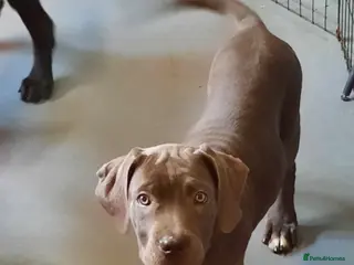 Cane Corso dogs CANE CORSO PUPPIES READY TO LEAVE! - Advert 2