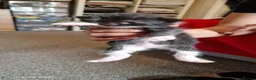 British Longhair cats for sale: Kittens  - Advert 18