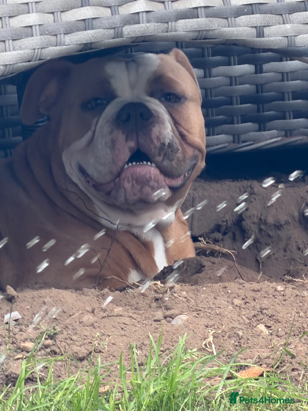 Olde English Bulldogge dogs for sale: Old English Bulldogge for sale in Doncaster - Advert 2