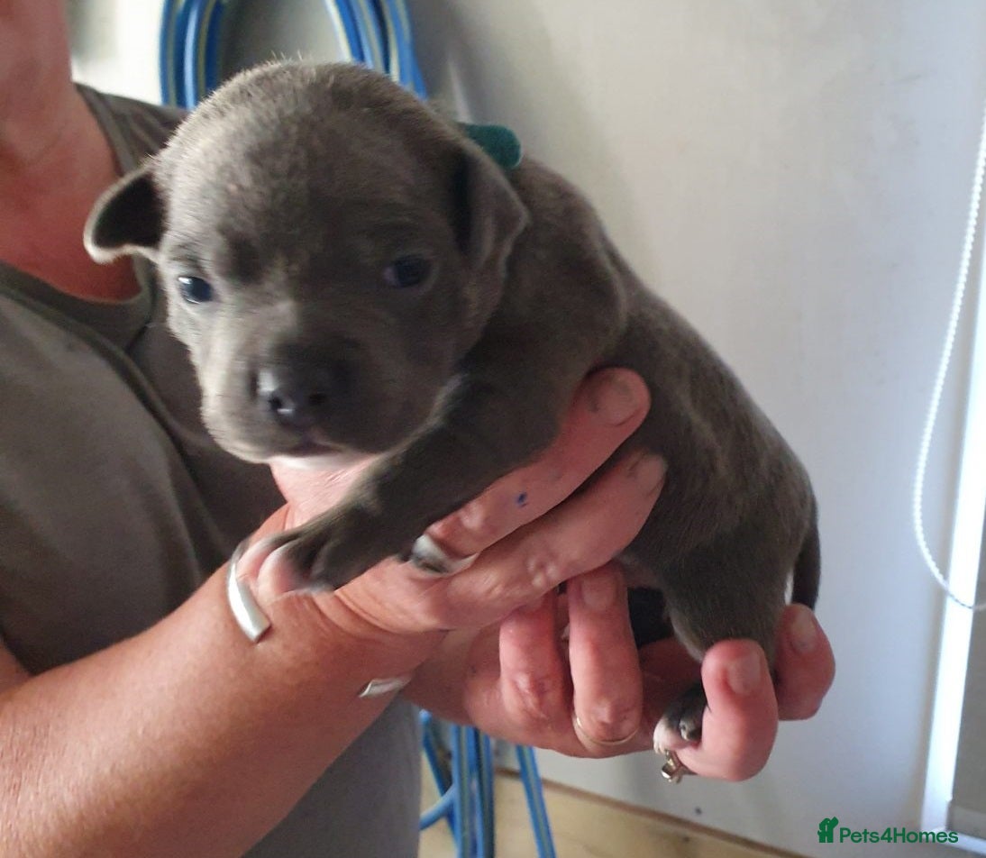 Staffordshire Bull Terrier dogs Super blueish staffys with excellent nature - Advert 1
