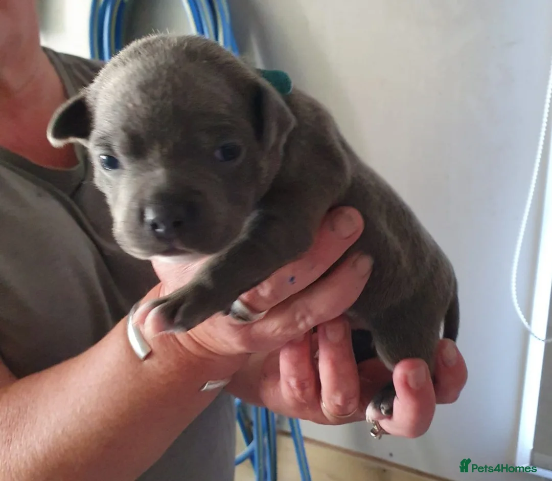 Staffordshire Bull Terrier dogs for sale: Super blueish staffys with excellent nature in Frome - Advert 1