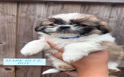 Shih Tzu dogs for sale: Shih tzu  - Image 10