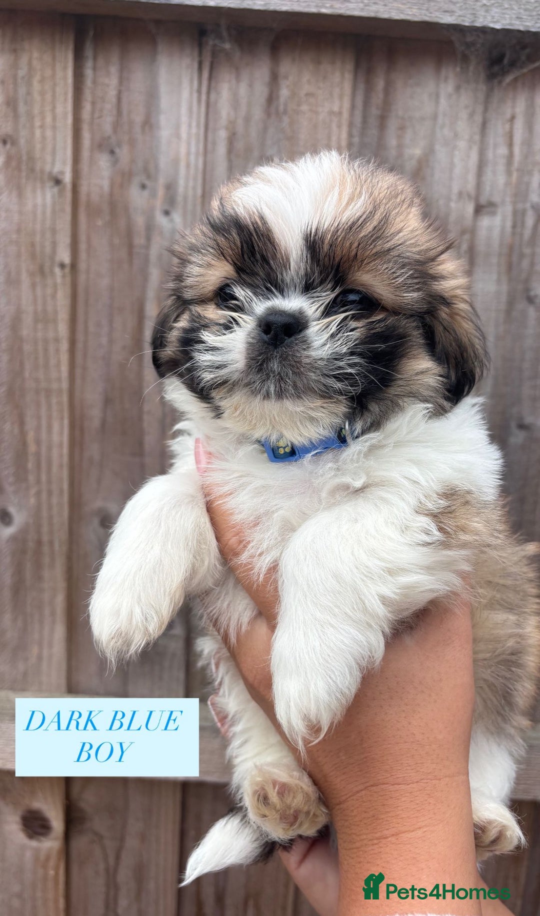 Shih Tzu dogs for sale: Shih tzu  - Image 10