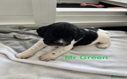 Sprocker dogs for sale: Sprocker Spaniel Puppies - Image 6