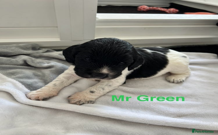 Sprocker dogs - Advert 3