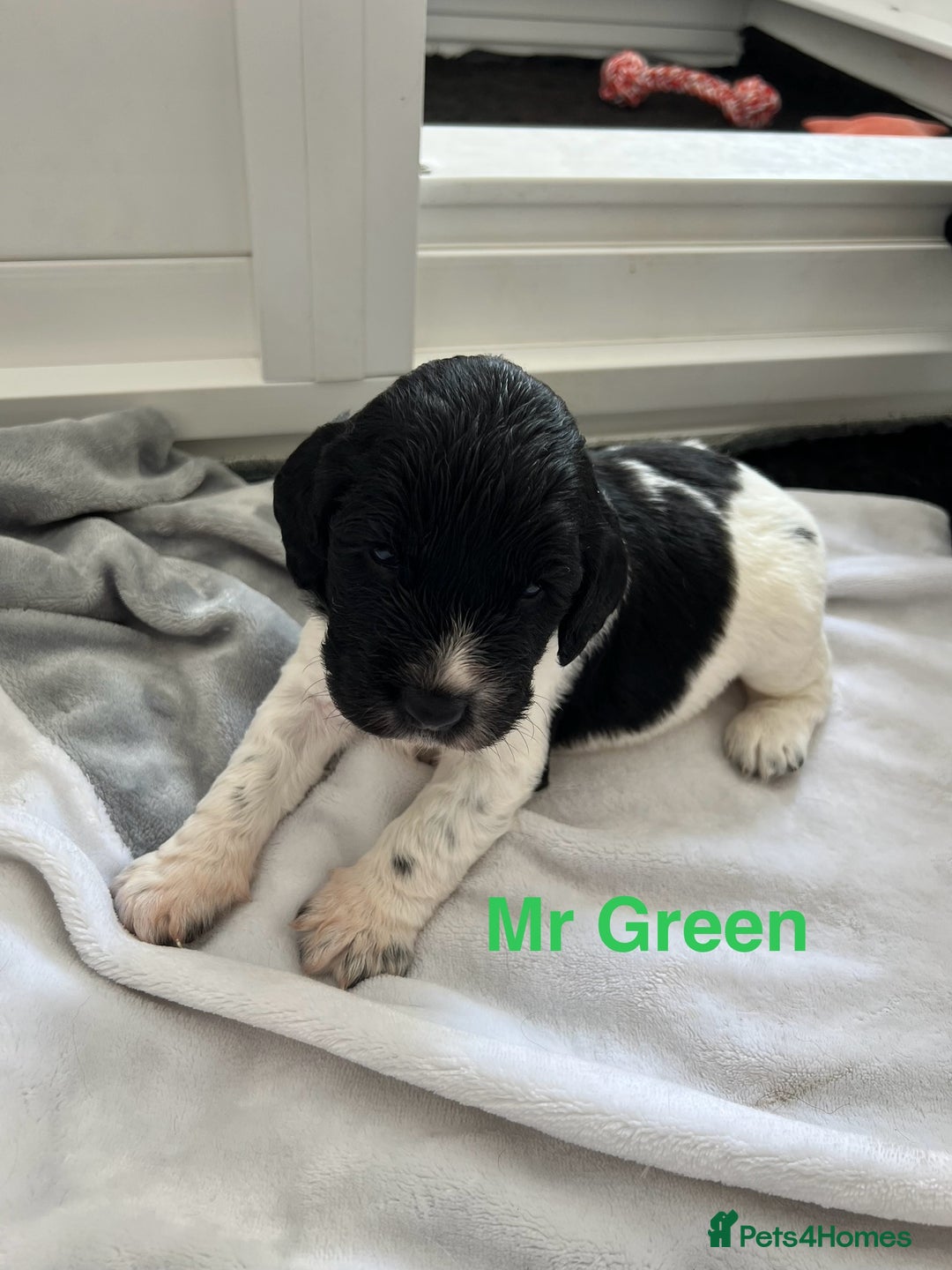 Sprocker dogs for sale: Sprocker Spaniel Puppies - Image 6