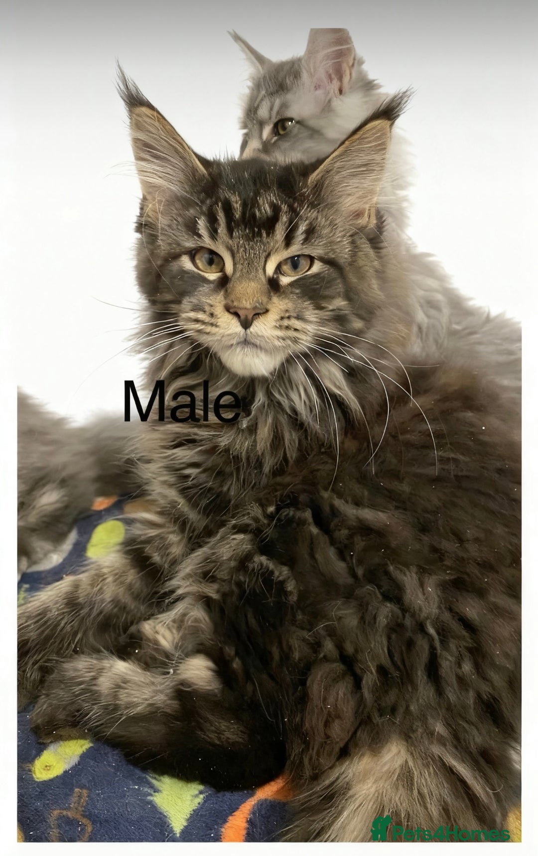 Maine Coon cats for sale: Pedigree Maine Coons - Advert 5