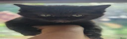 Persian cats for sale: Persian Cross tabby kittens for sale  - Advert 1