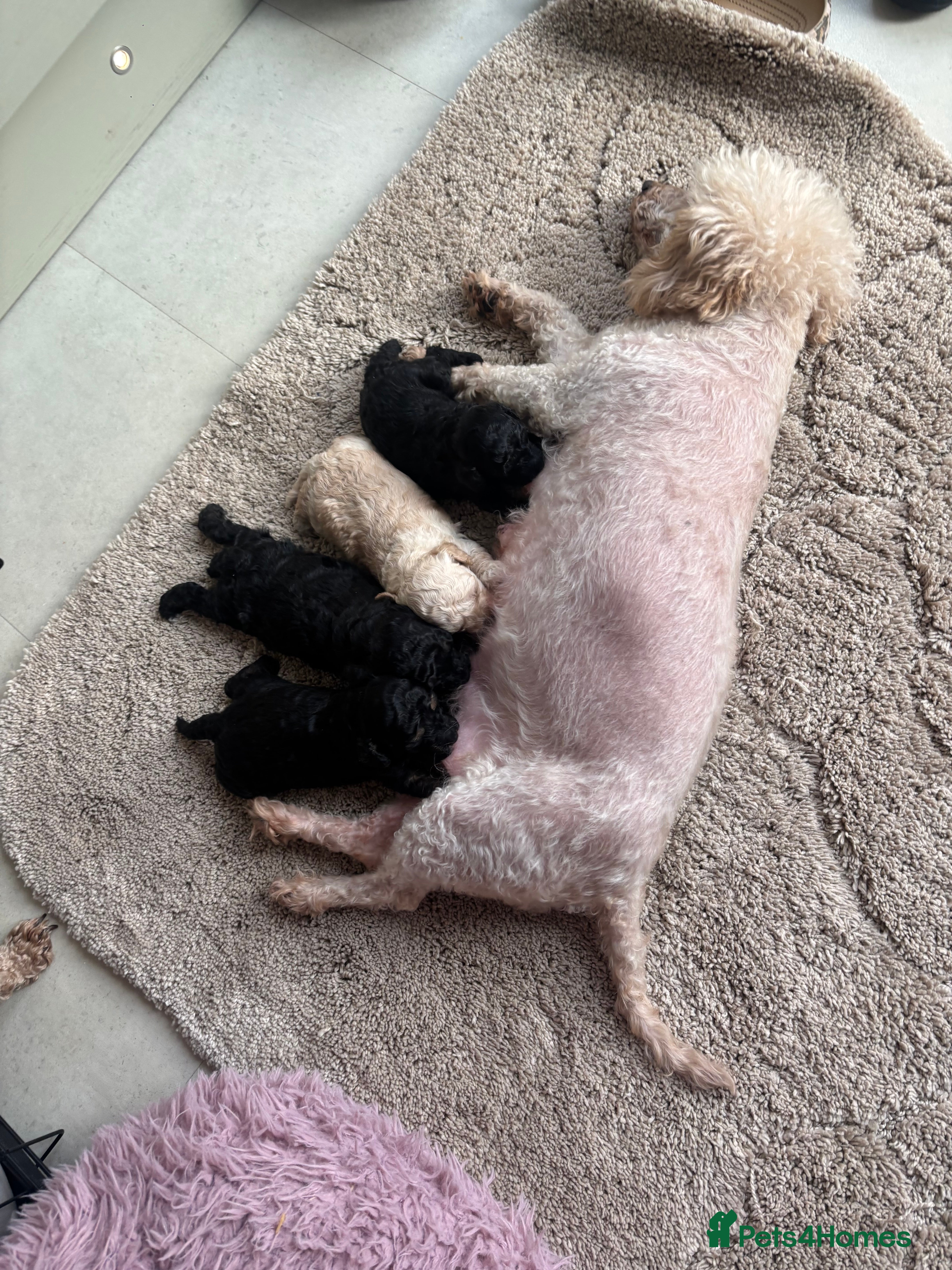 Toy Poodle dogs Toy poodle poodles  - Advert 8